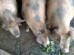 Vindem porci