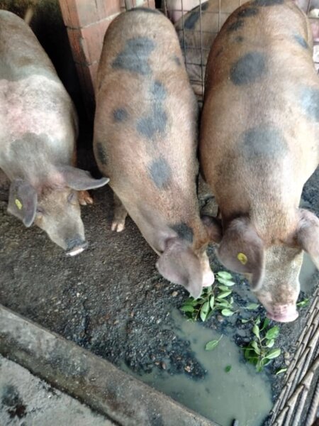 Vindem porci