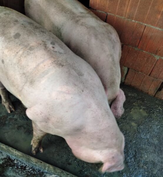 Vindem porci