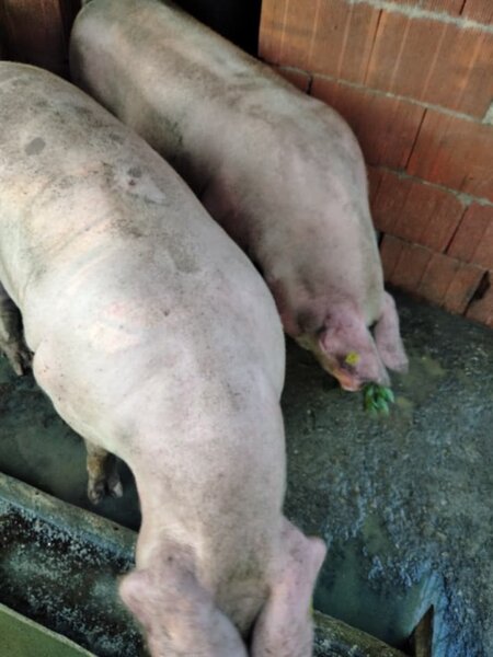Vindem porci