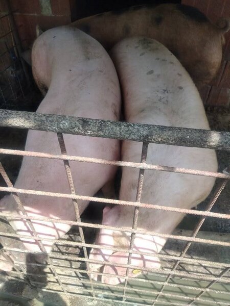Vindem porci