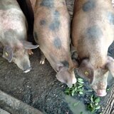 Vindem porci