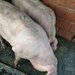 Vindem porci
