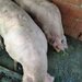 Vindem porci